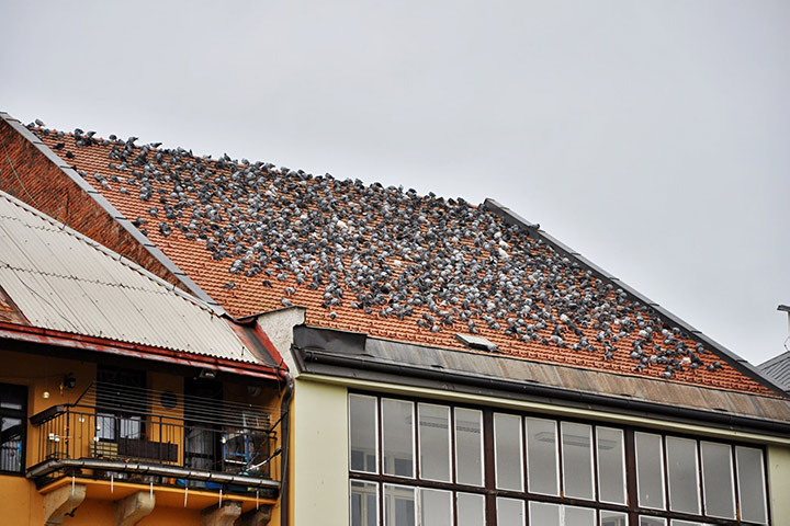 A2B Pest Control are able to install spikes to deter birds from roofs in Edmonton. 