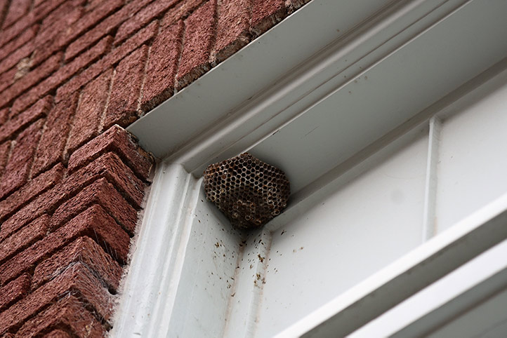 We provide a wasp nest removal service for domestic and commercial properties in Edmonton.